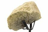 Fossil Triceratops Vertebra Section w/ Metal Stand - South Dakota #378574-2